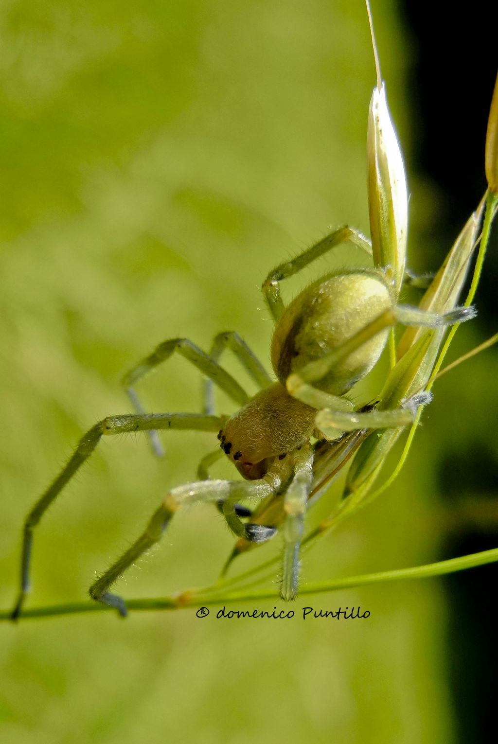 Cheiracanthium sp.  - Sila Grande (CS)